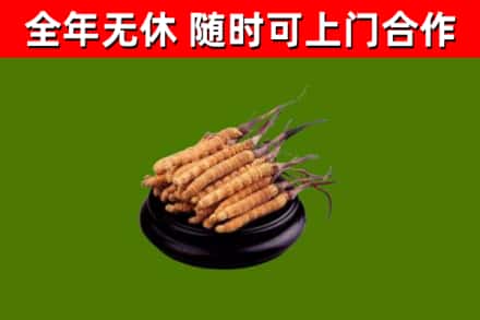 儋州烟酒回收冬虫夏草.jpg